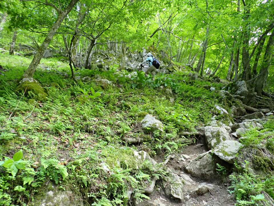 P5162748_mid.jpg