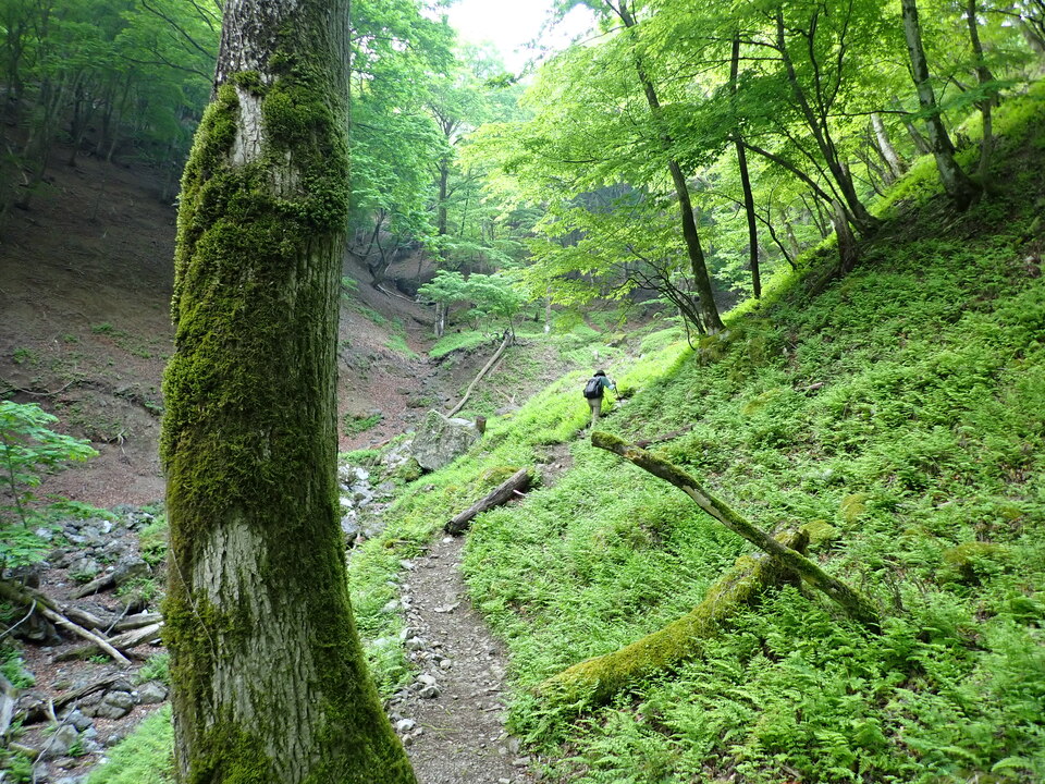 P5162750_mid.jpg