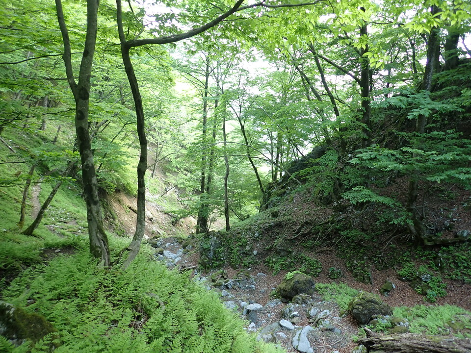 P5162752_mid.jpg