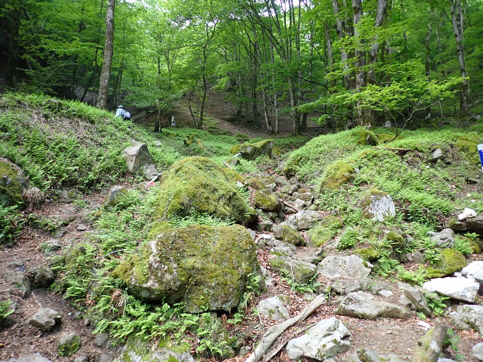 P5162756_mid.jpg