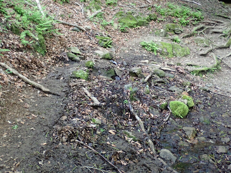 P5162764_mid.jpg
