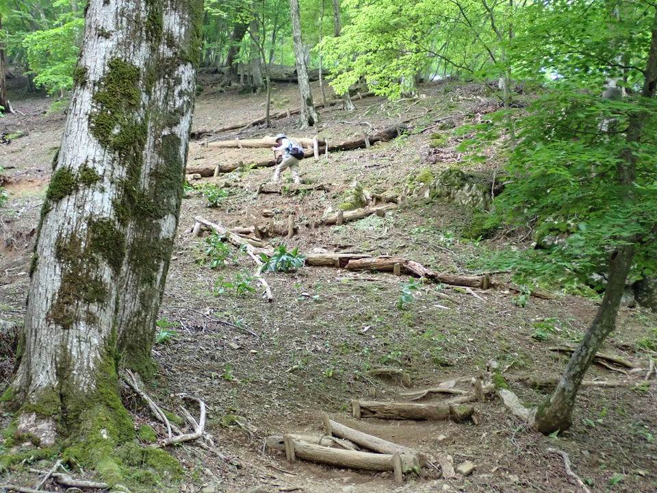 P5162768_mid.jpg