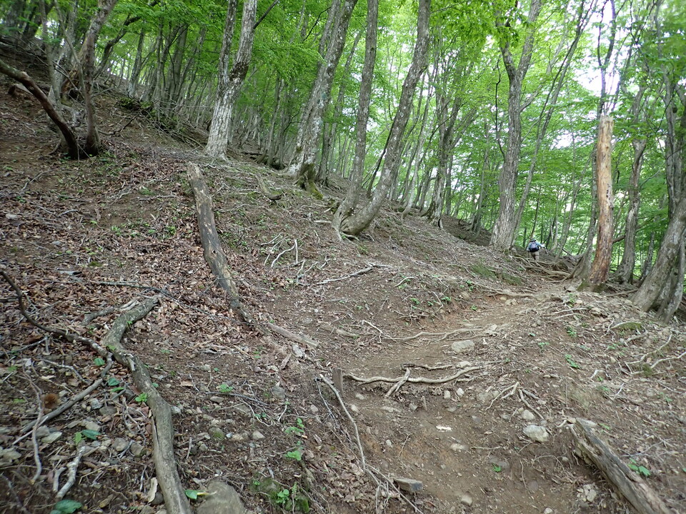 P5162776_mid.jpg