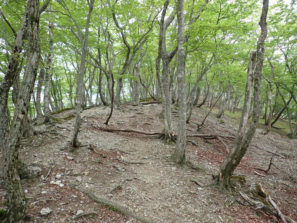 P5162804_mid.jpg