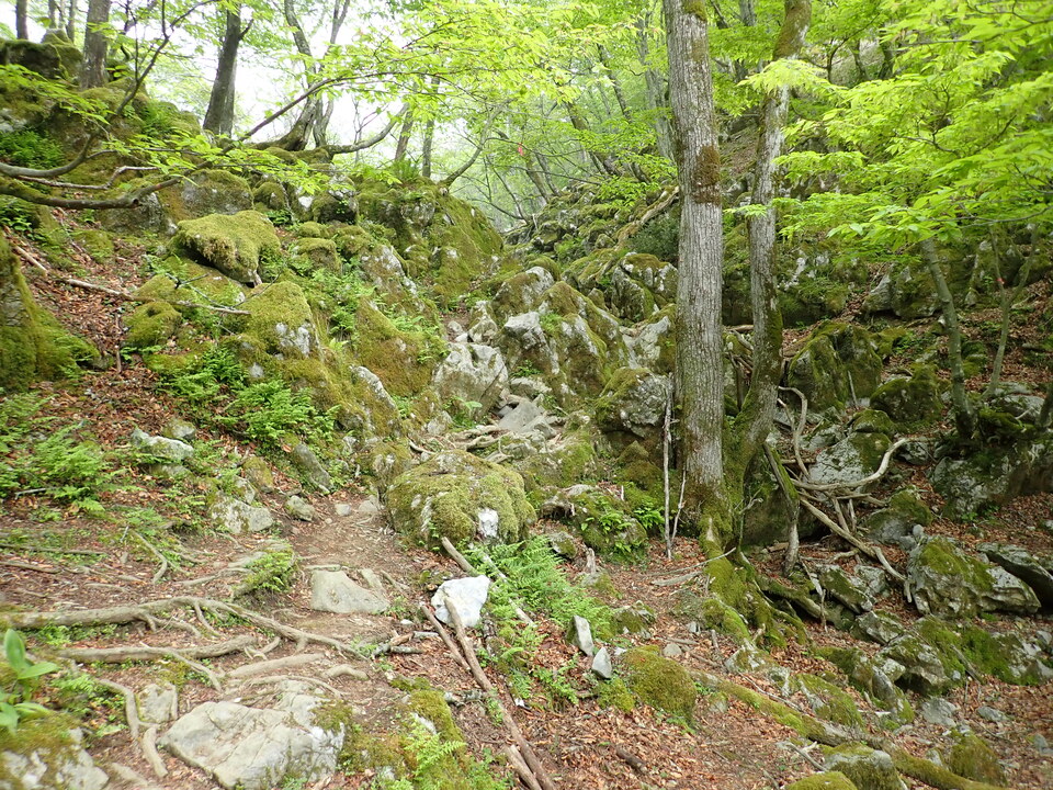 P5162818_mid.jpg
