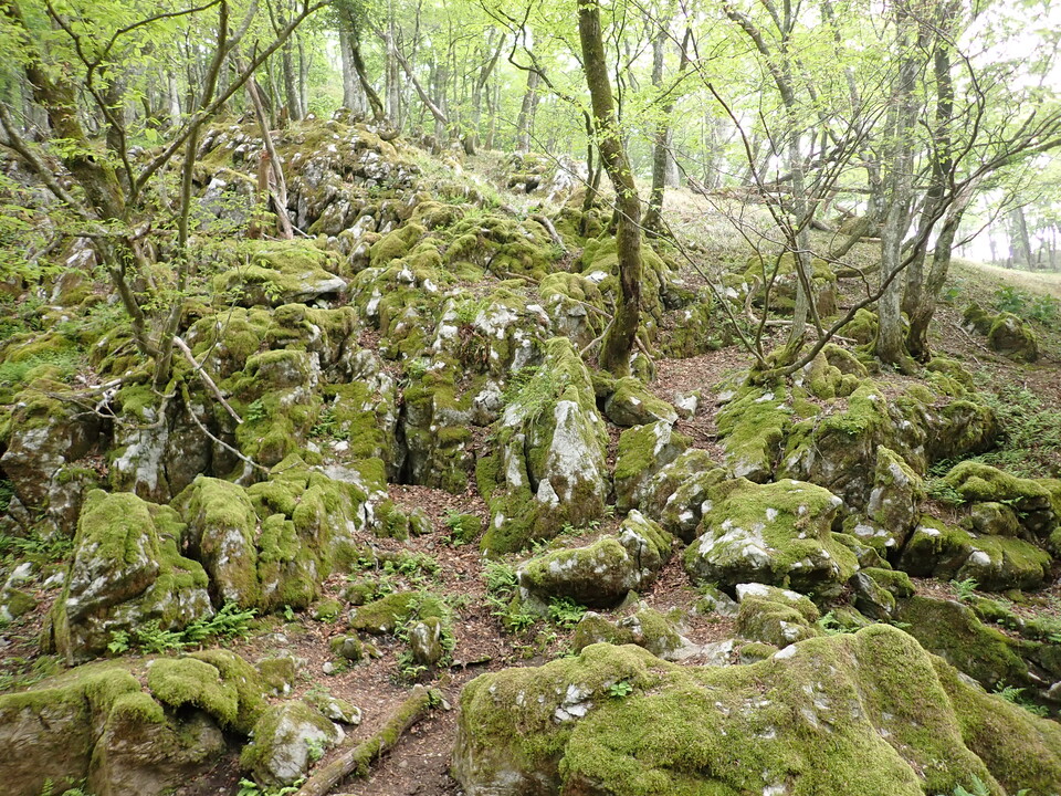P5162823_mid.jpg