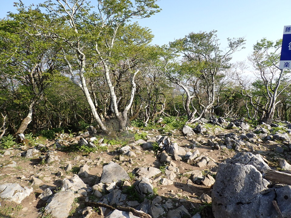 P5162835_mid.jpg