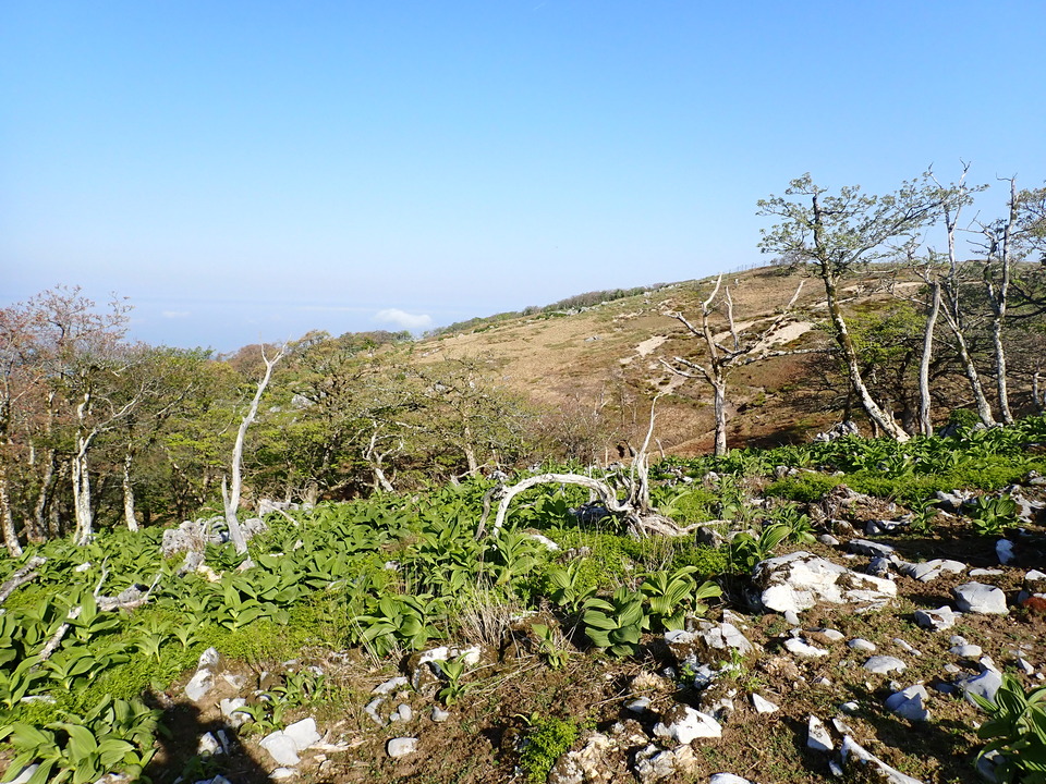 P5162866_mid.jpg