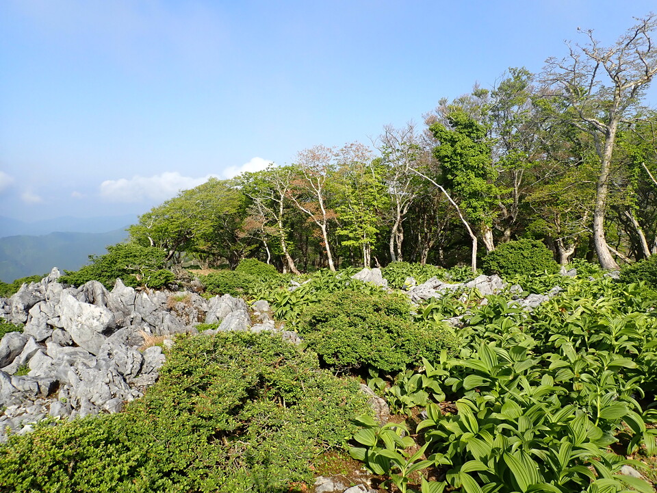 P5162888_mid.jpg