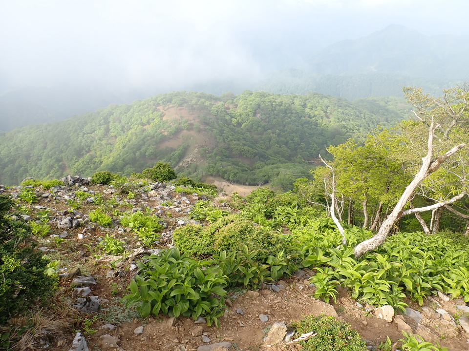 P5162897_mid.jpg