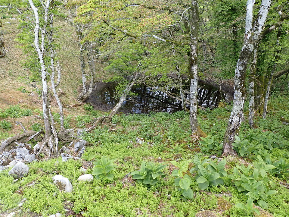 P5162925_mid.jpg