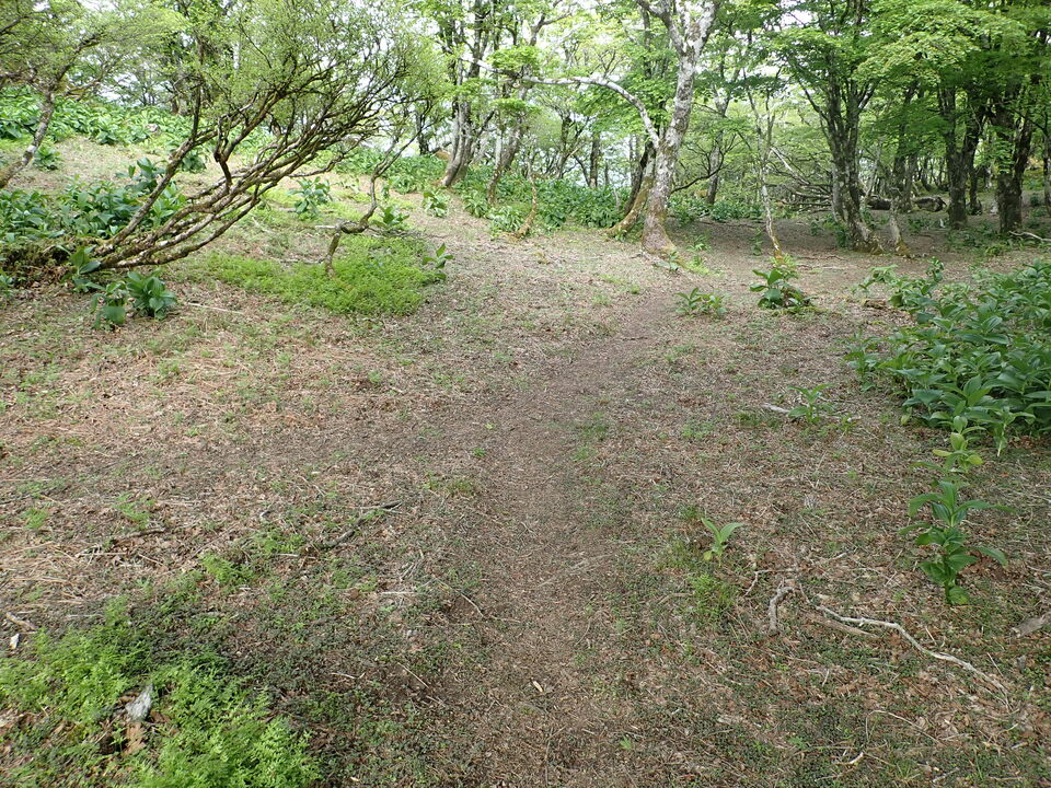 P5162974_mid.jpg
