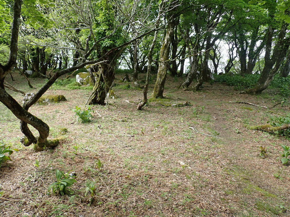 P5162975_mid.jpg