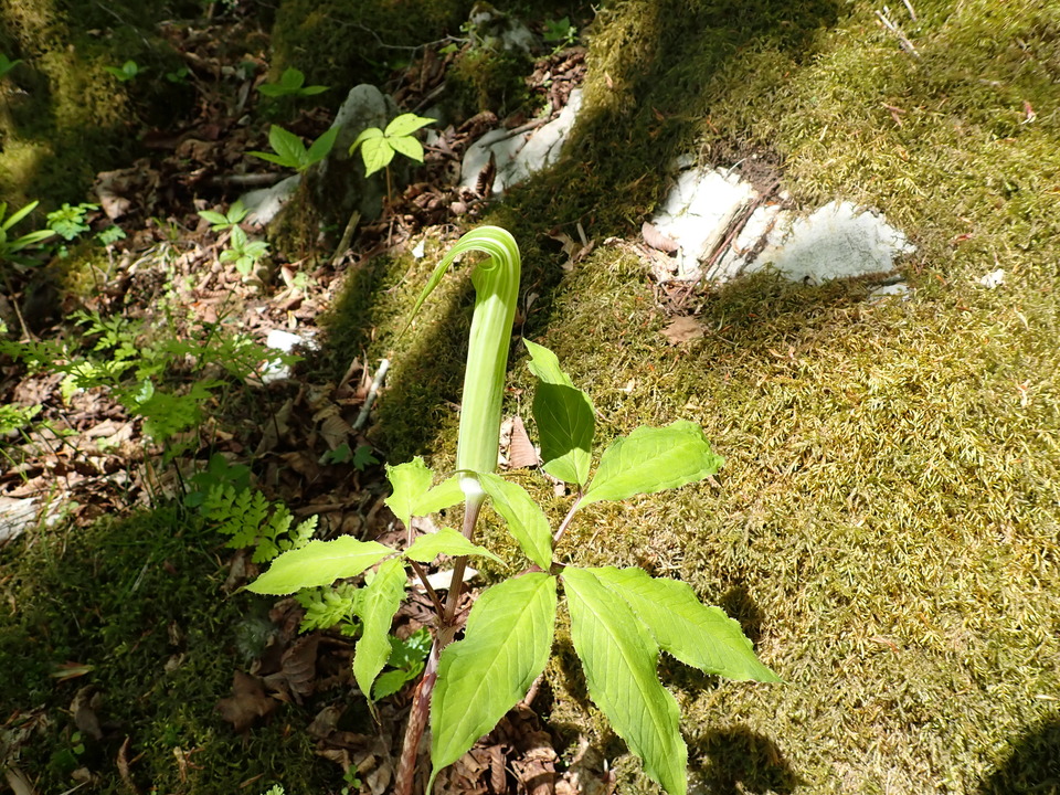 P5162982_mid.jpg