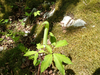 P5162982_thumb.png