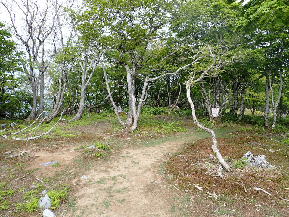 P5162987_mid.jpg