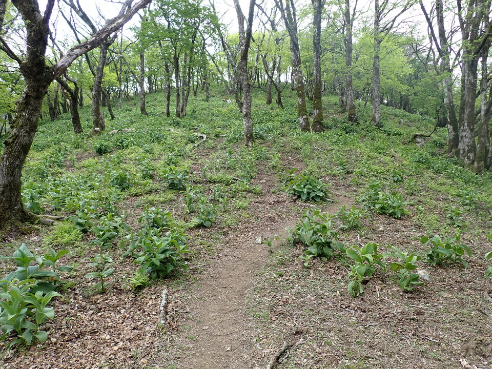 P5162989_mid.jpg