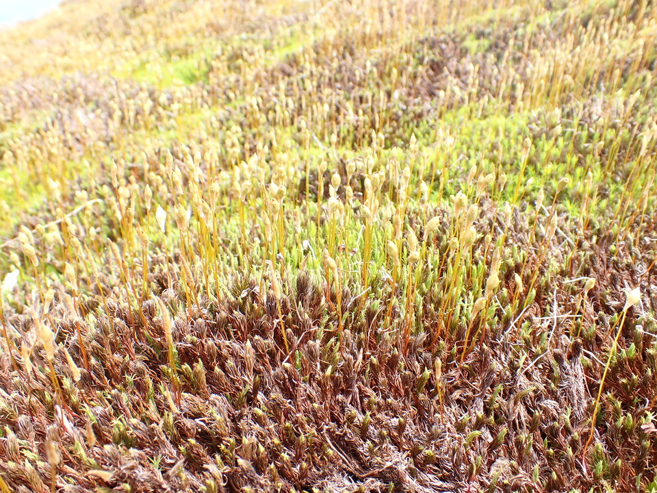 P5163003_mid.jpg