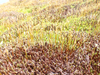 P5163003_thumb.png