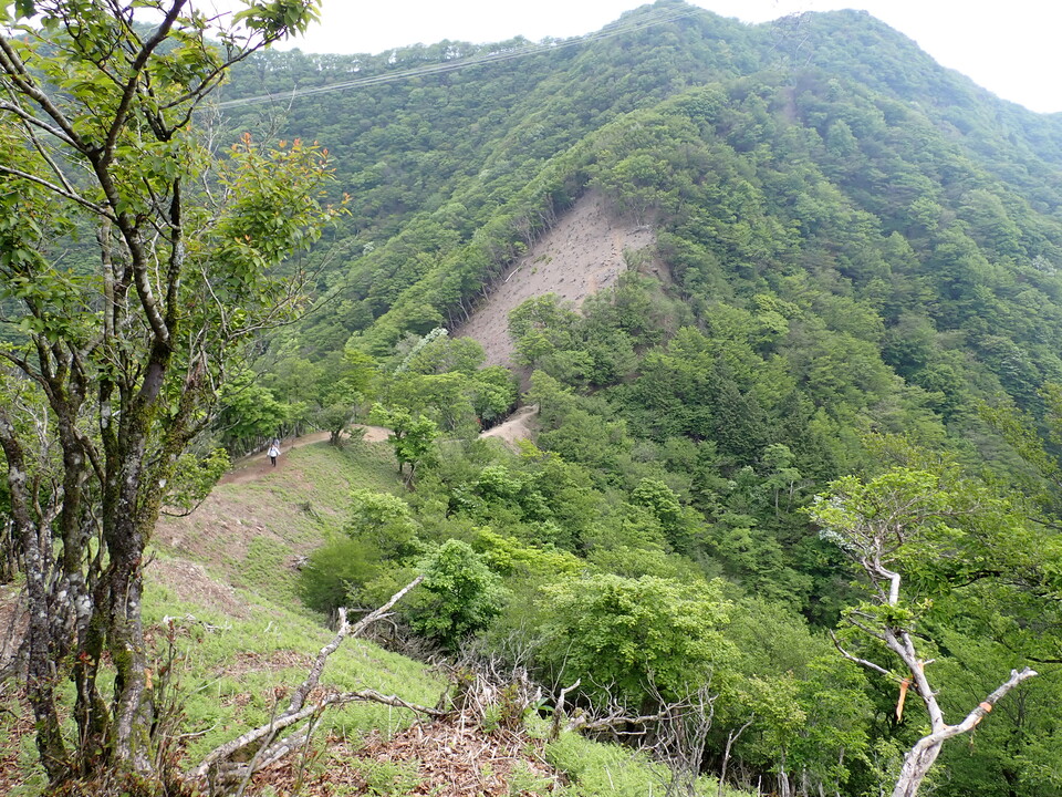 P5163025_mid.jpg