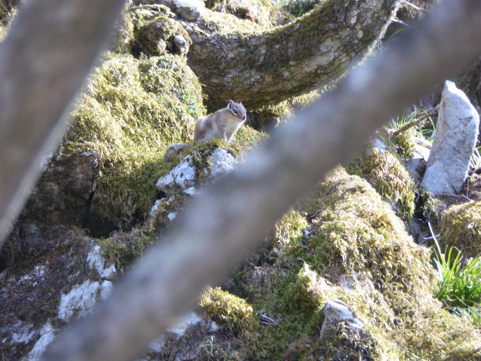 P1070511_mid.jpg