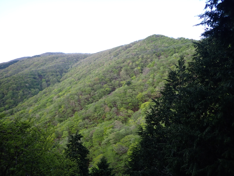 P5050320_mid.jpg