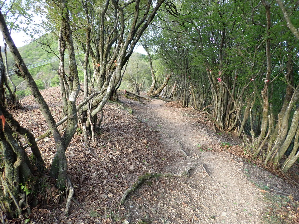 P5050346_mid.jpg