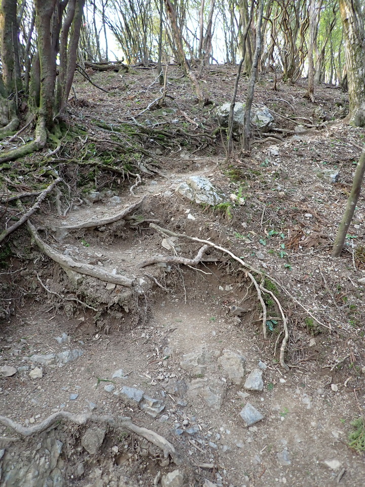P5050352_mid.jpg