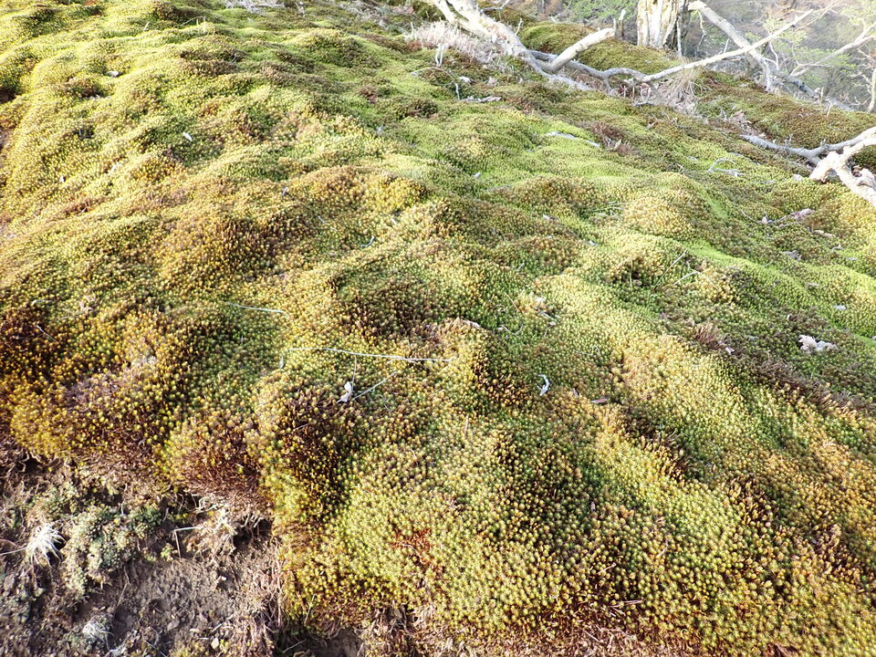 P5050381_mid.jpg