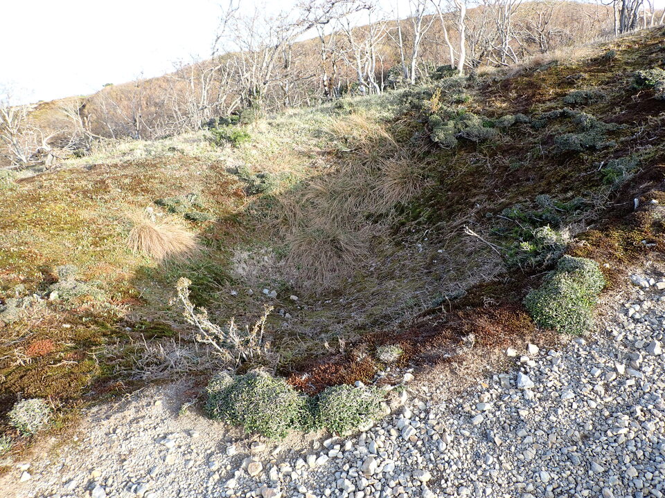 P5050427_mid.jpg