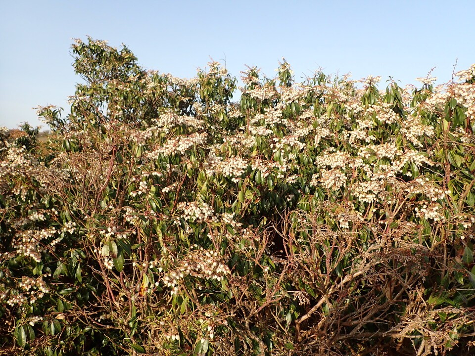 P5050430_mid.jpg