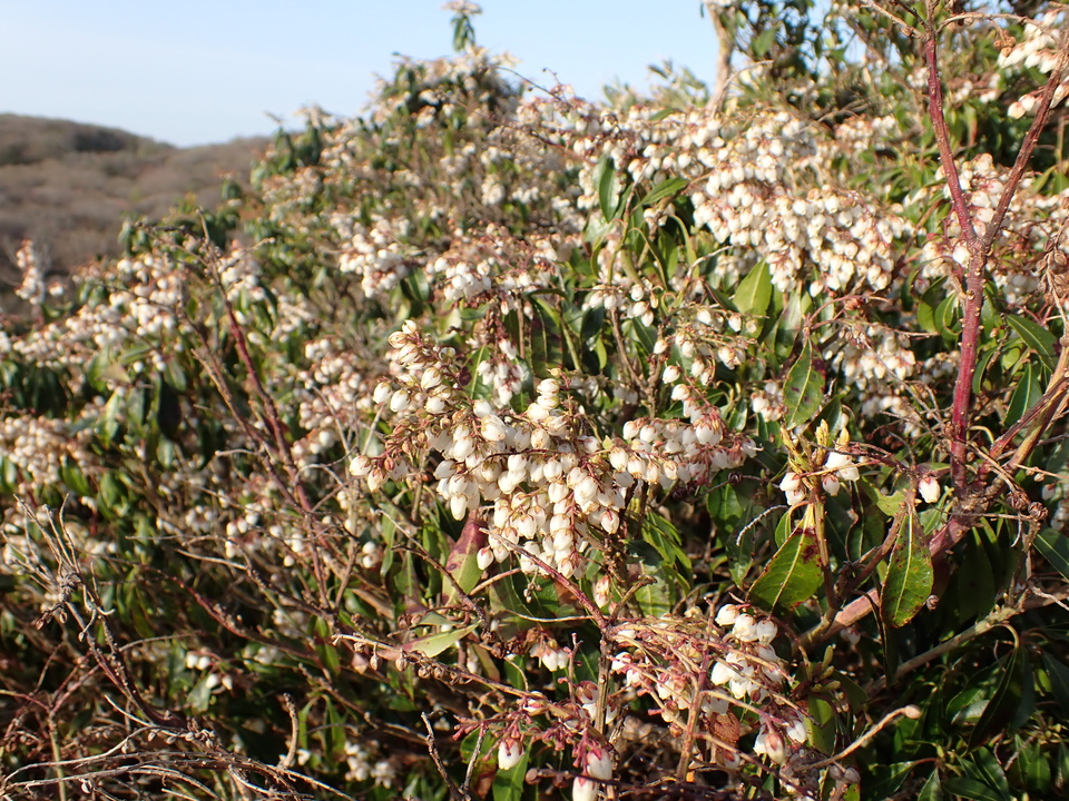 P5050431_mid.jpg