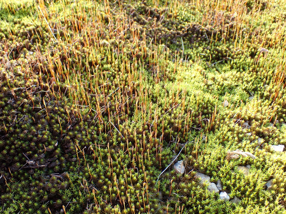 P5050436_mid.jpg