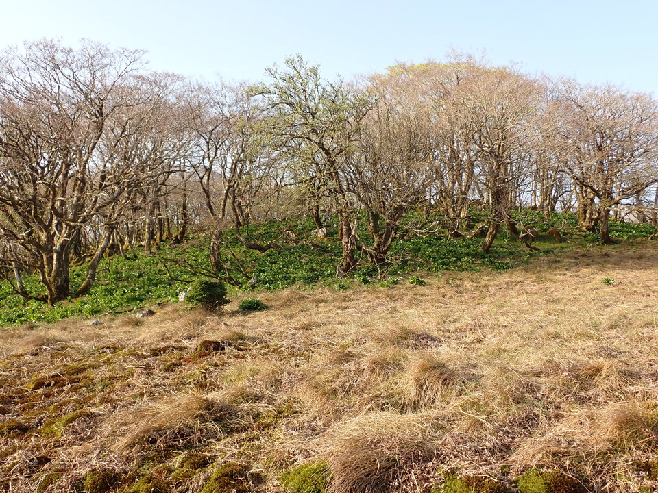 P5050451_mid.jpg