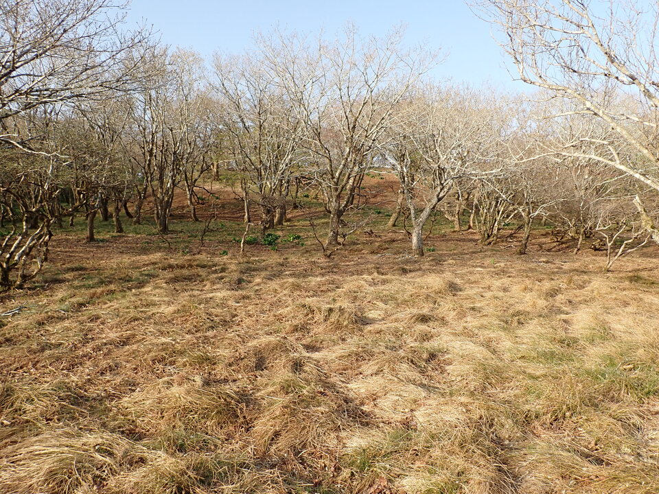 P5050460_mid.jpg