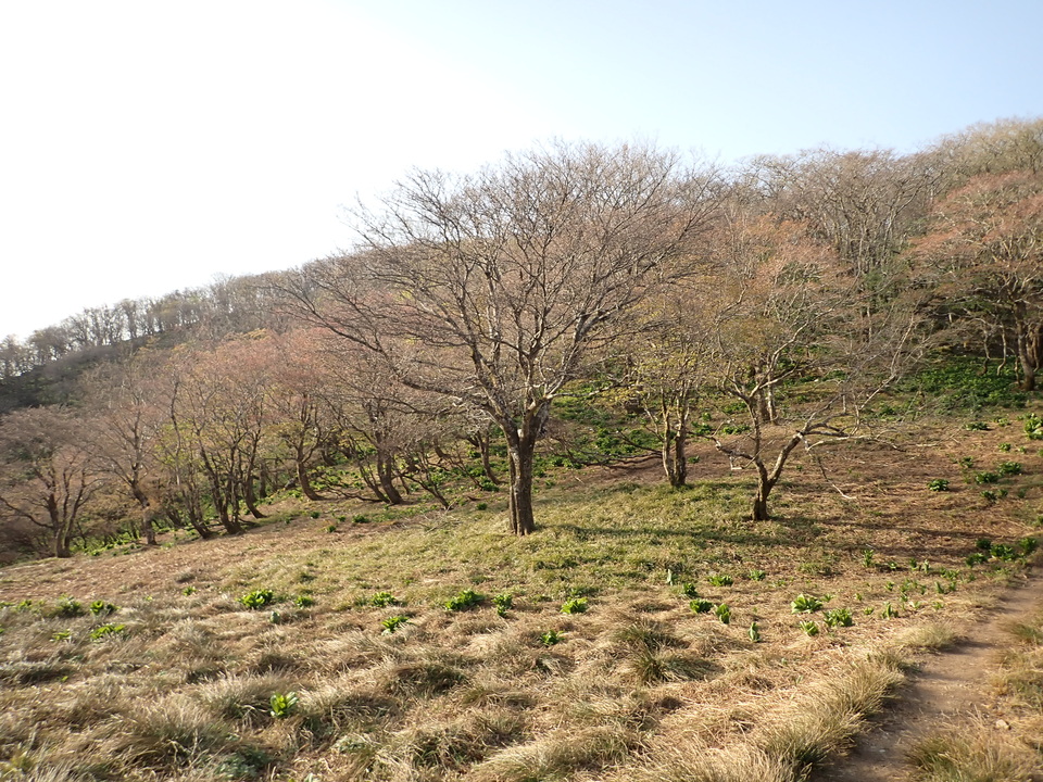 P5050468_mid.jpg