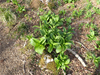 P5050472_thumb.png