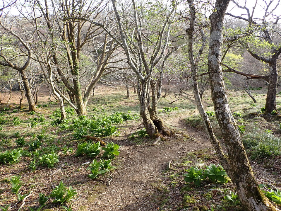 P5050475_mid.jpg