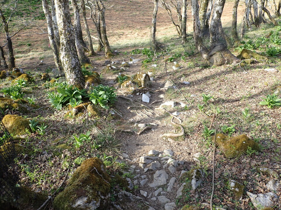P5050480_mid.jpg