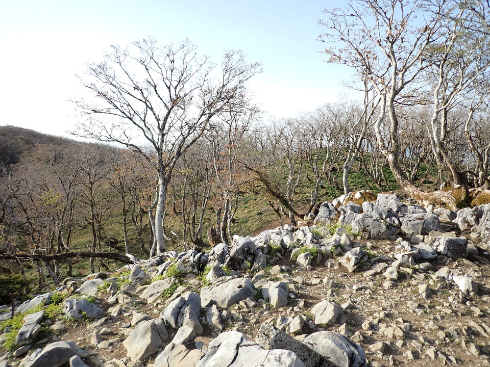 P5050489_mid.jpg