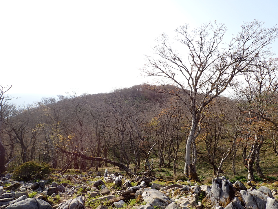 P5050493_mid.jpg