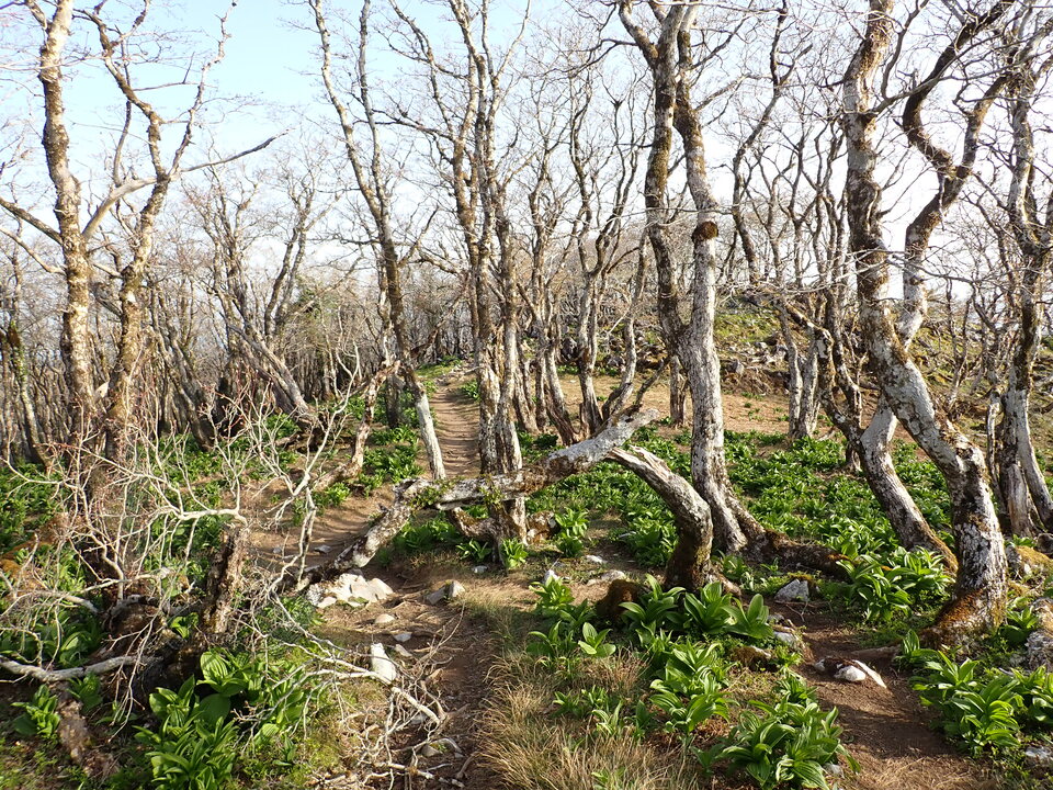 P5050496_mid.jpg
