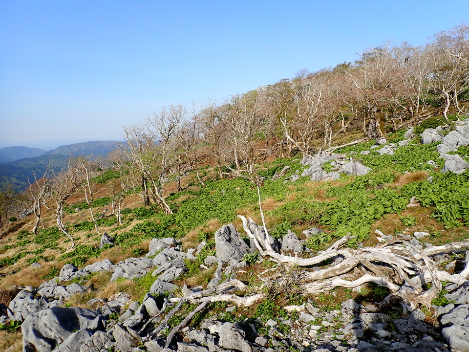 P5050552_mid.jpg