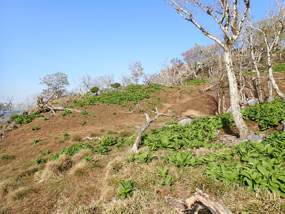 P5050557_mid.jpg