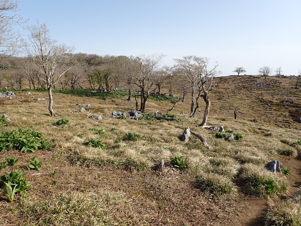 P5050558_mid.jpg