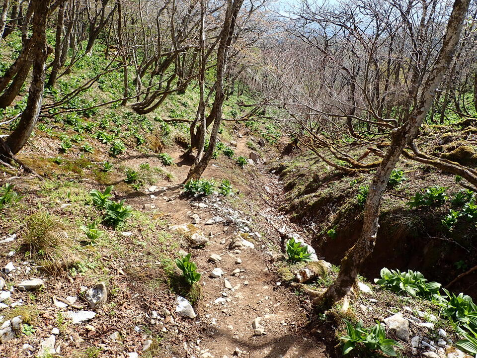 P5050663_mid.jpg