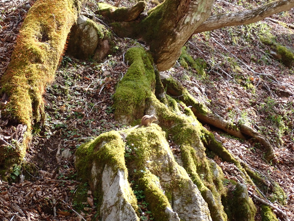 P5050679_mid.jpg