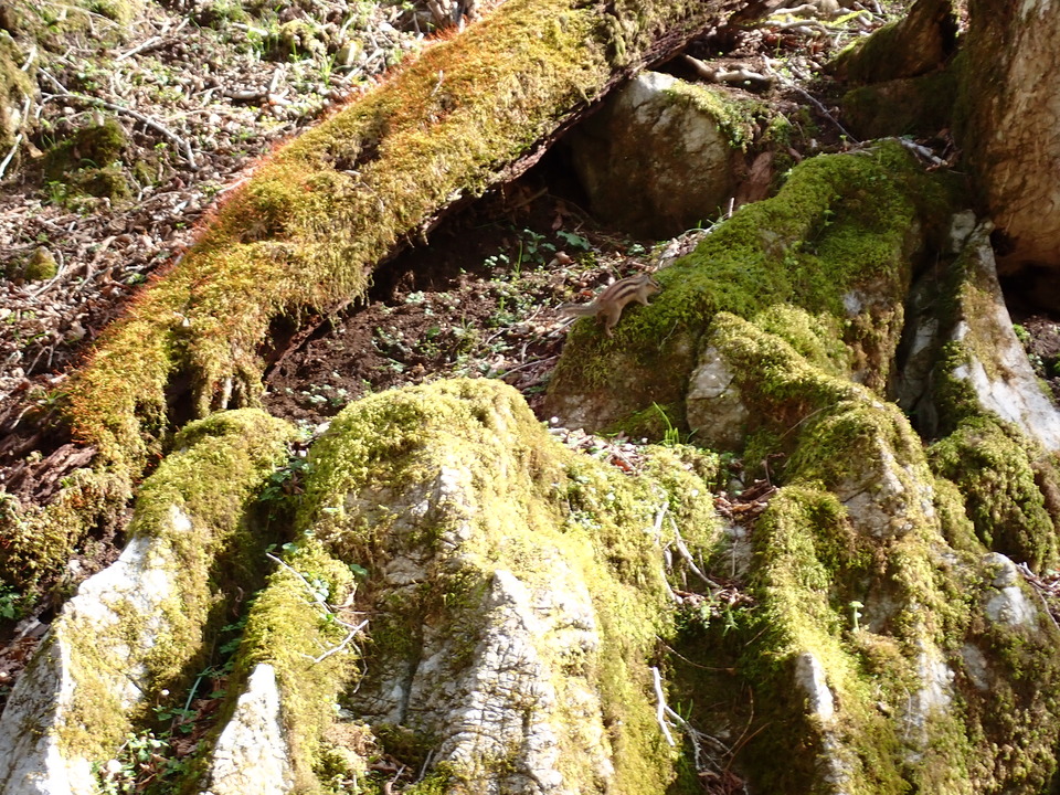 P5050684_mid.jpg