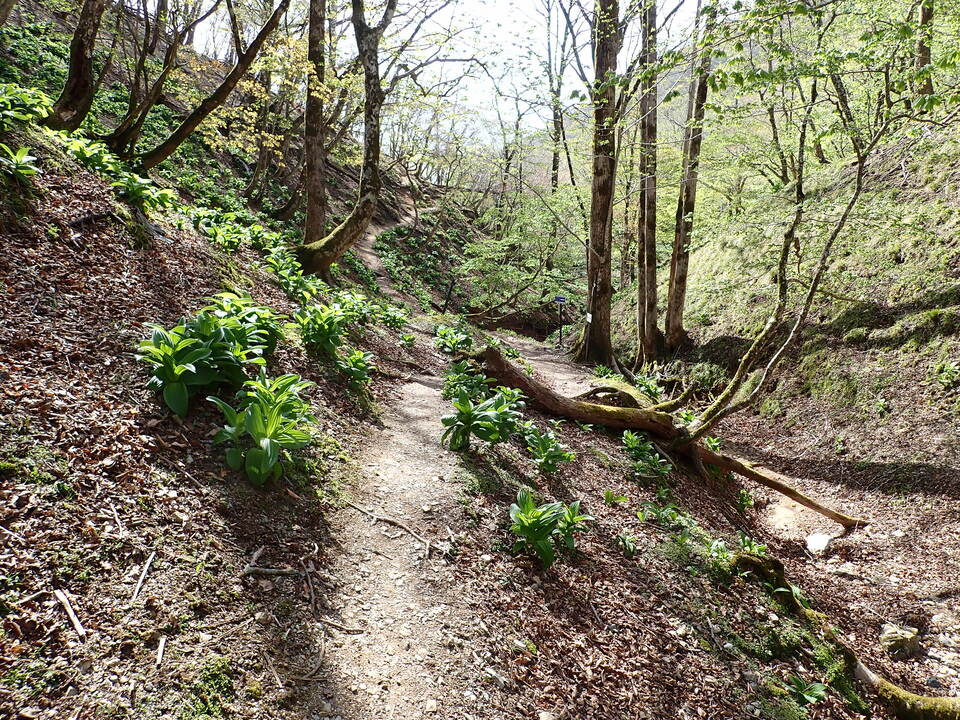 P5050687_mid.jpg
