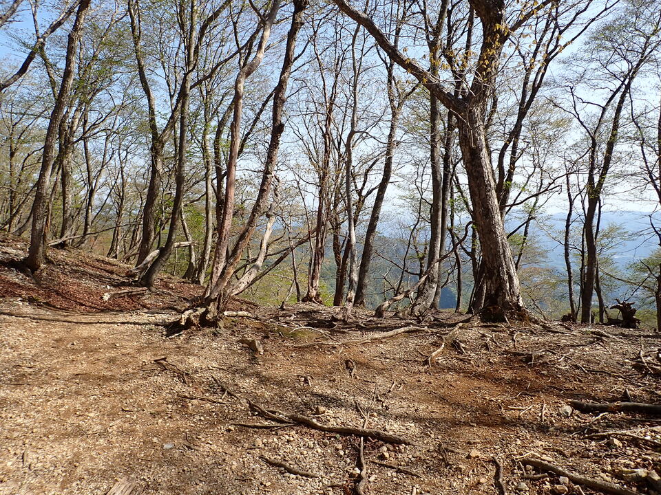 P5050692_mid.jpg